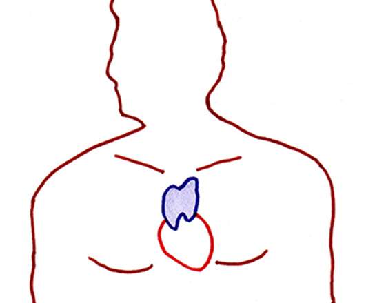 Lire la suite à propos de l’article Comment augmenter son bien-être et son système immunitaire grâce au thymus ?